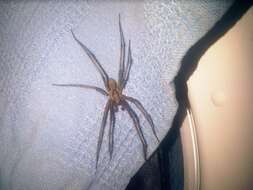 Image of Giant House Spider