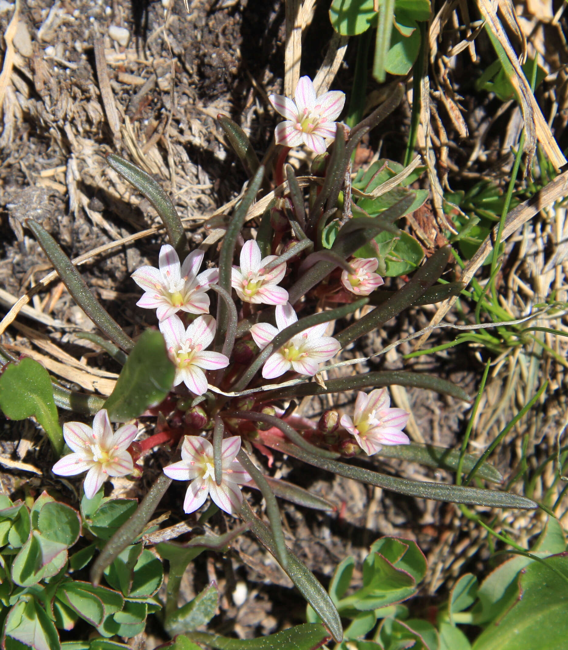 Image of alpine lewisia