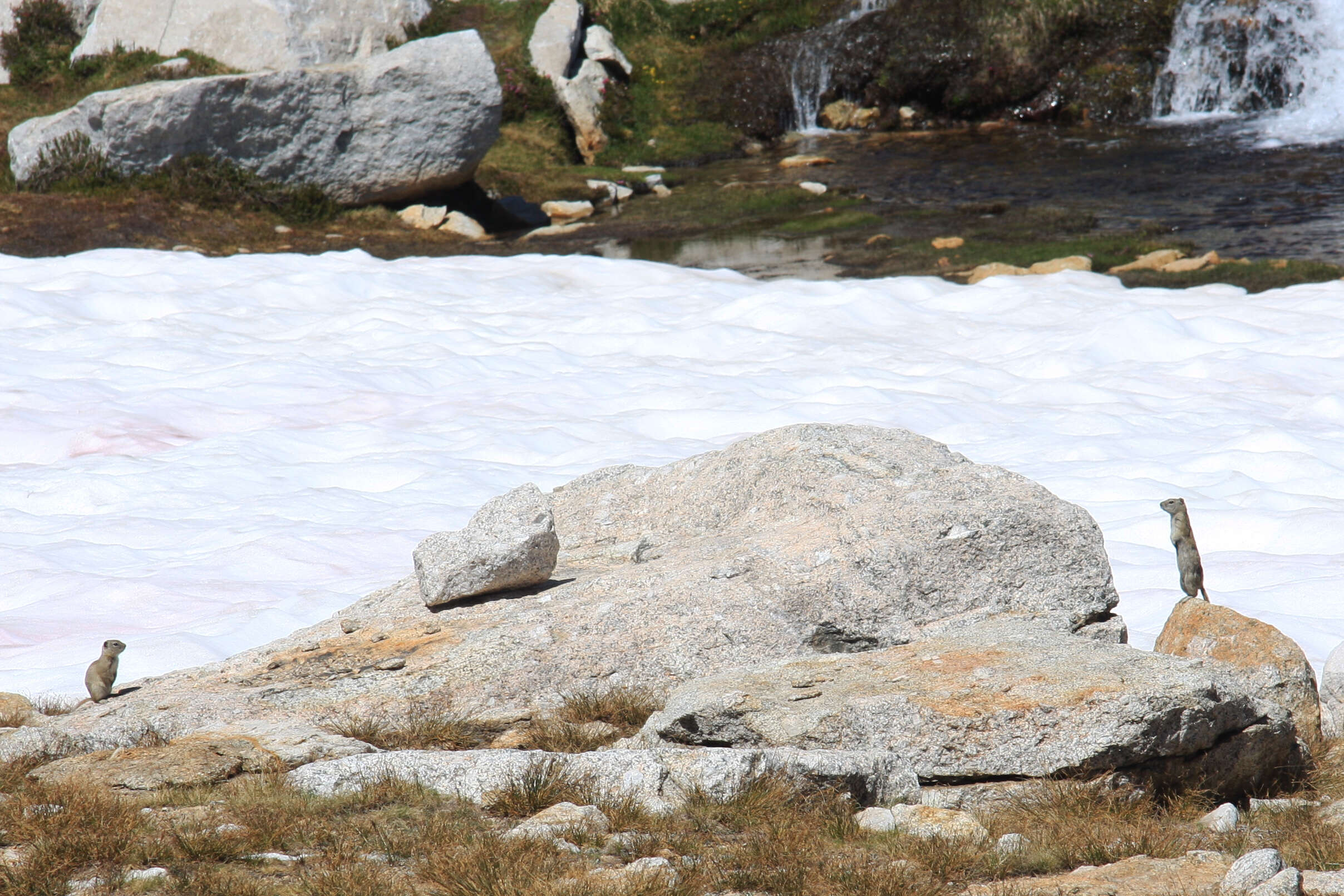 Image of Belding's ground squirrel