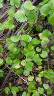 Image of Centella uniflora (Col.) Nannf.