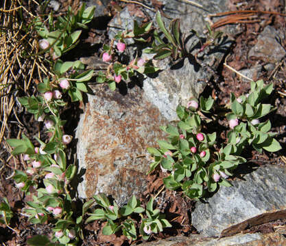 Image of dwarf bilberry