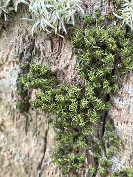 Image of incomplete syrrhopodon moss