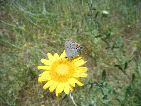 Image of California Hairstreak