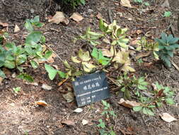 Image of Rhododendron aberconwayi Cowan