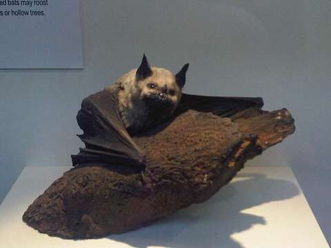 Image of Greater Spear-nosed Bat