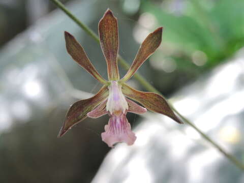 Image of Encyclia acapulcensis