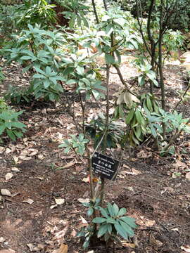 Image of Rhododendron araiophyllum I. B. Balf. & W. W. Sm.