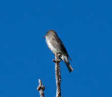 Image of Olive-Sided Flycatcher