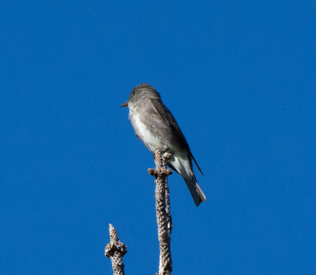 Image of Olive-Sided Flycatcher