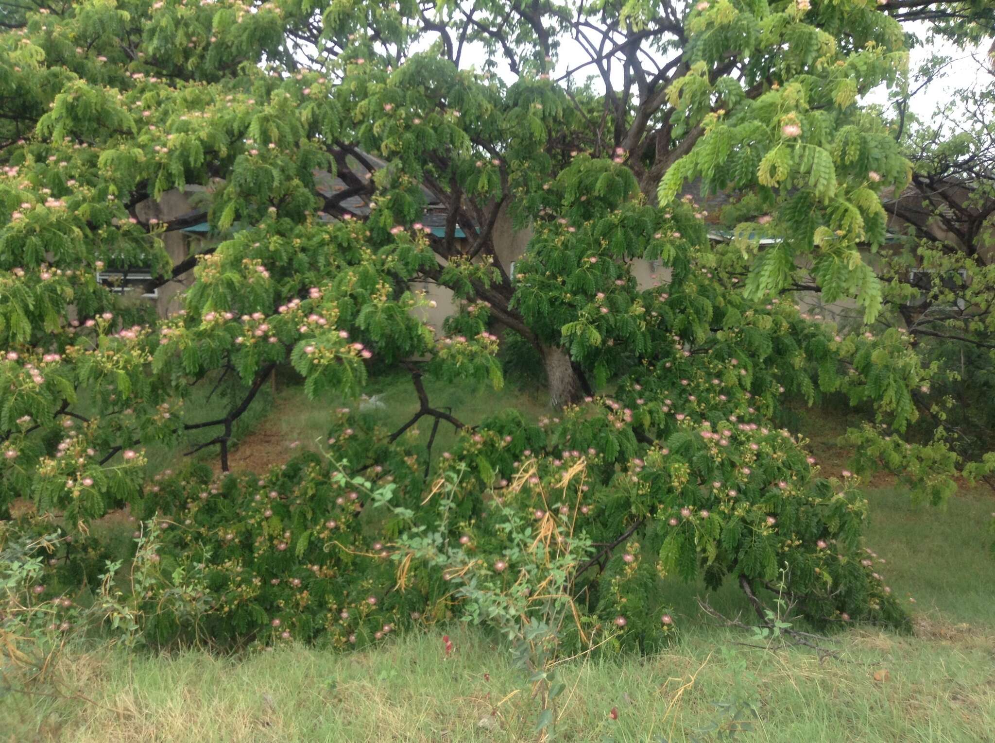 Image of Rain tree