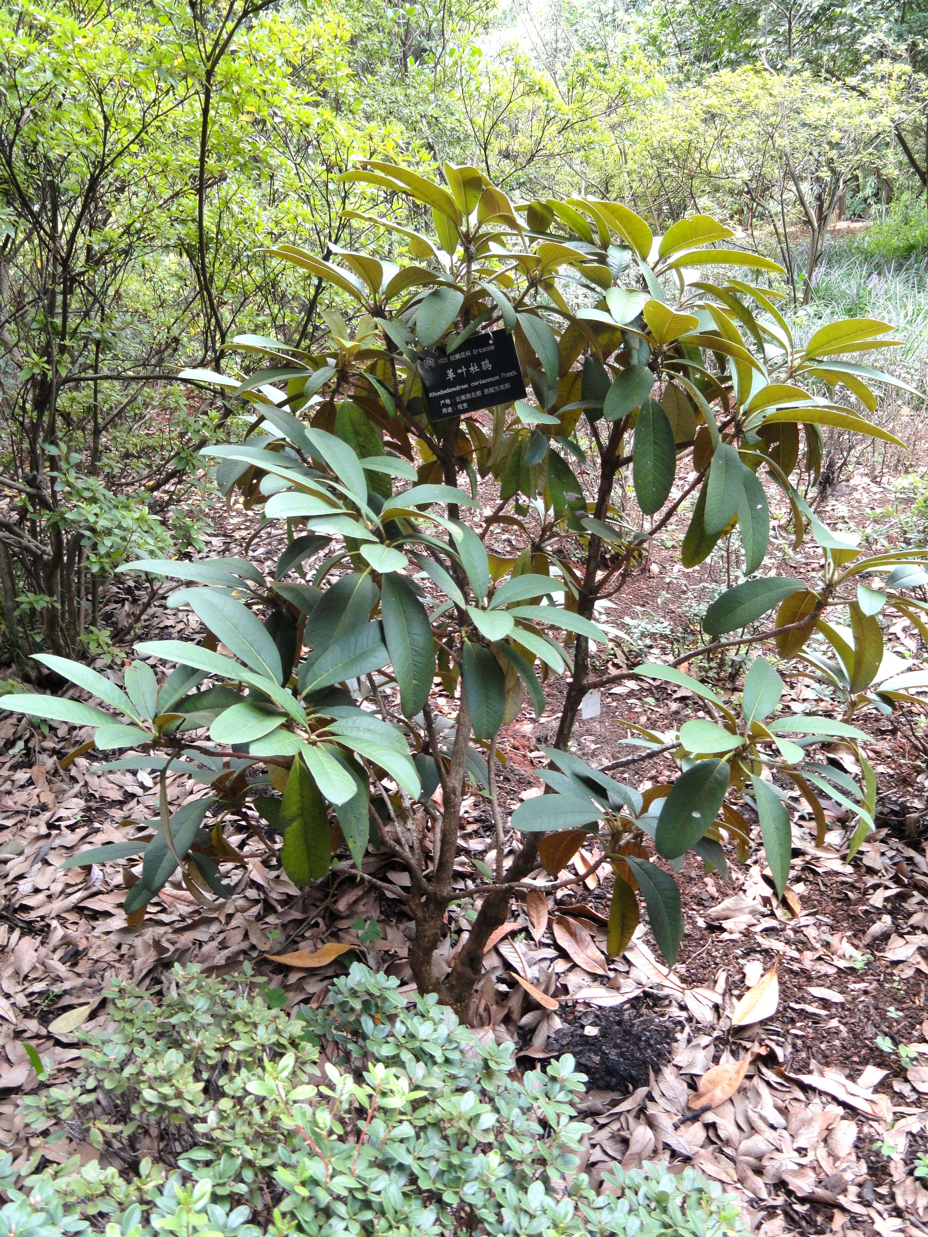 Image of Rhododendron coriaceum Franch.