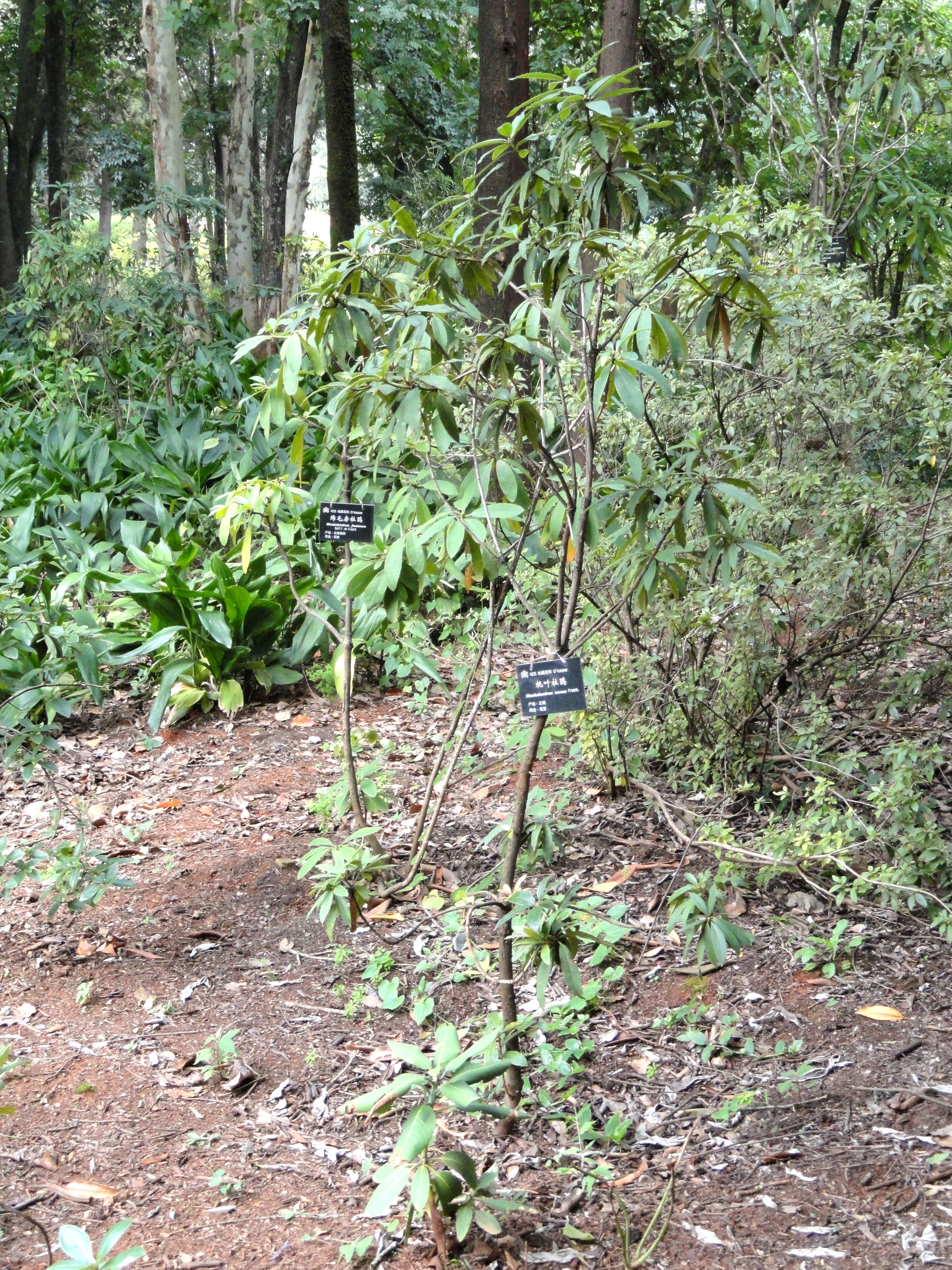 صورة Rhododendron facetum I. B. Balf. & Kingdon-Ward