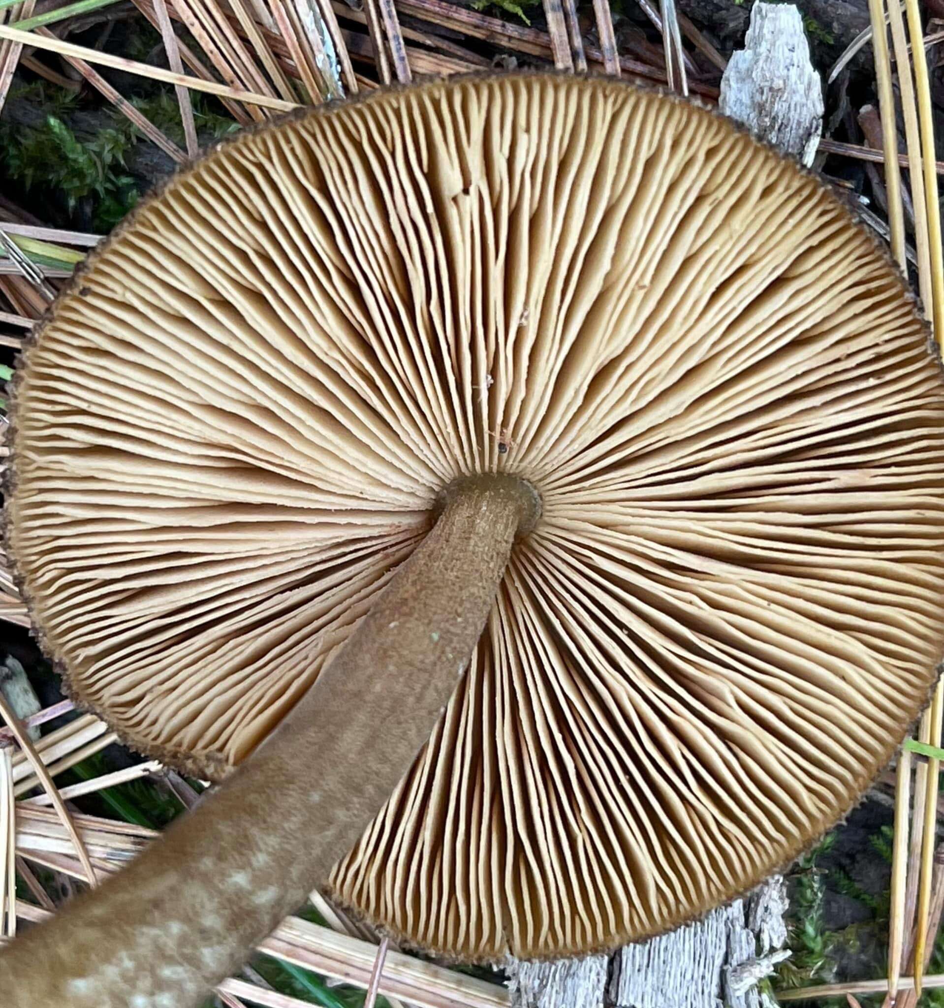 Image of Pluteus granularis Peck 1885