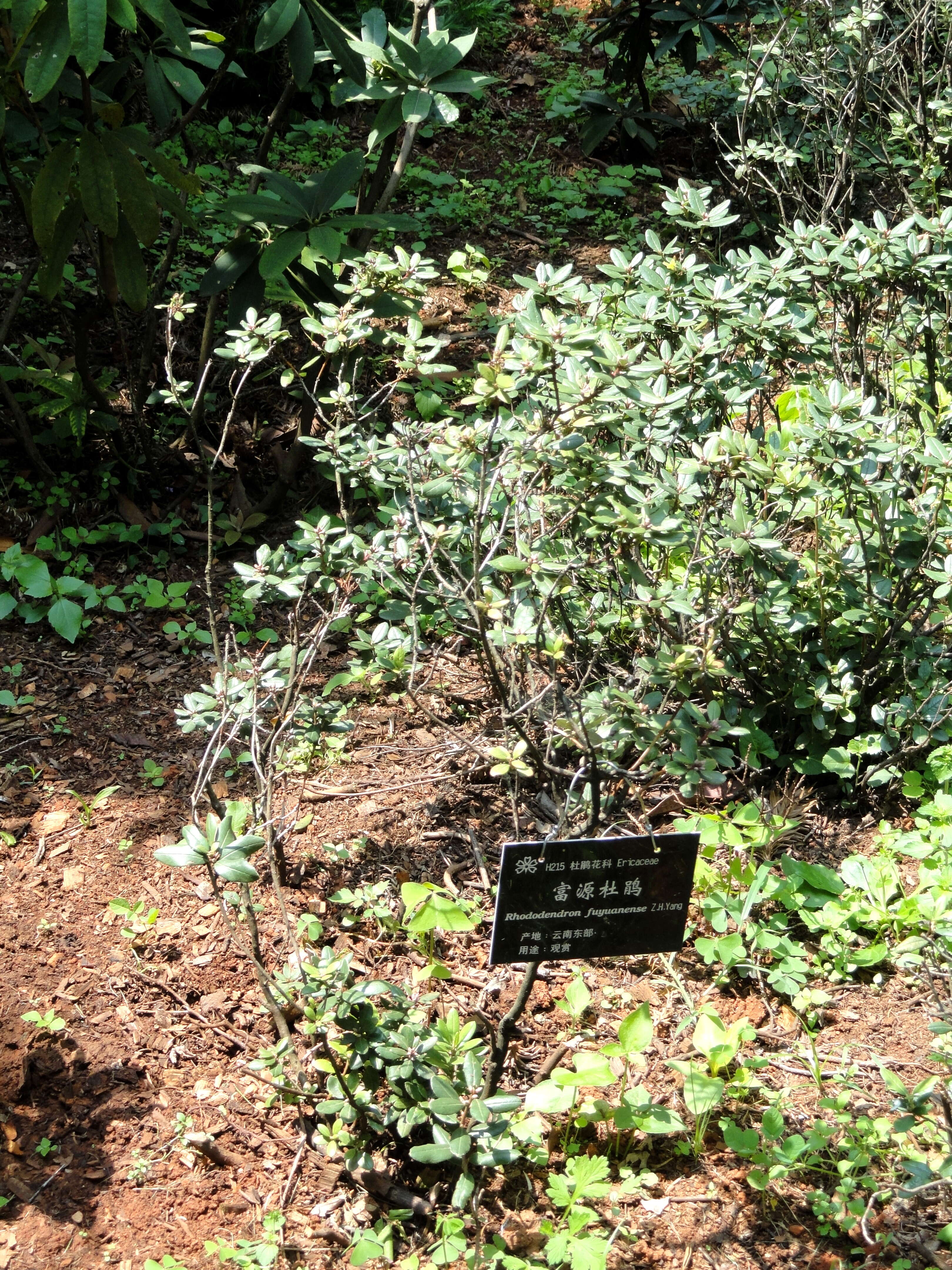 Image of Rhododendron fuyuanense Zeng H. Yang
