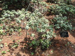 Image of Rhododendron fuyuanense Zeng H. Yang