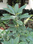 Image of Rhododendron irroratum Franch.