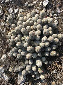 Image of Mammillaria sphacelata subsp. sphacelata