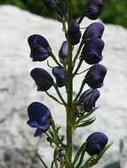 Image of Aconitum angustifolium Bernh. ex Rchb.