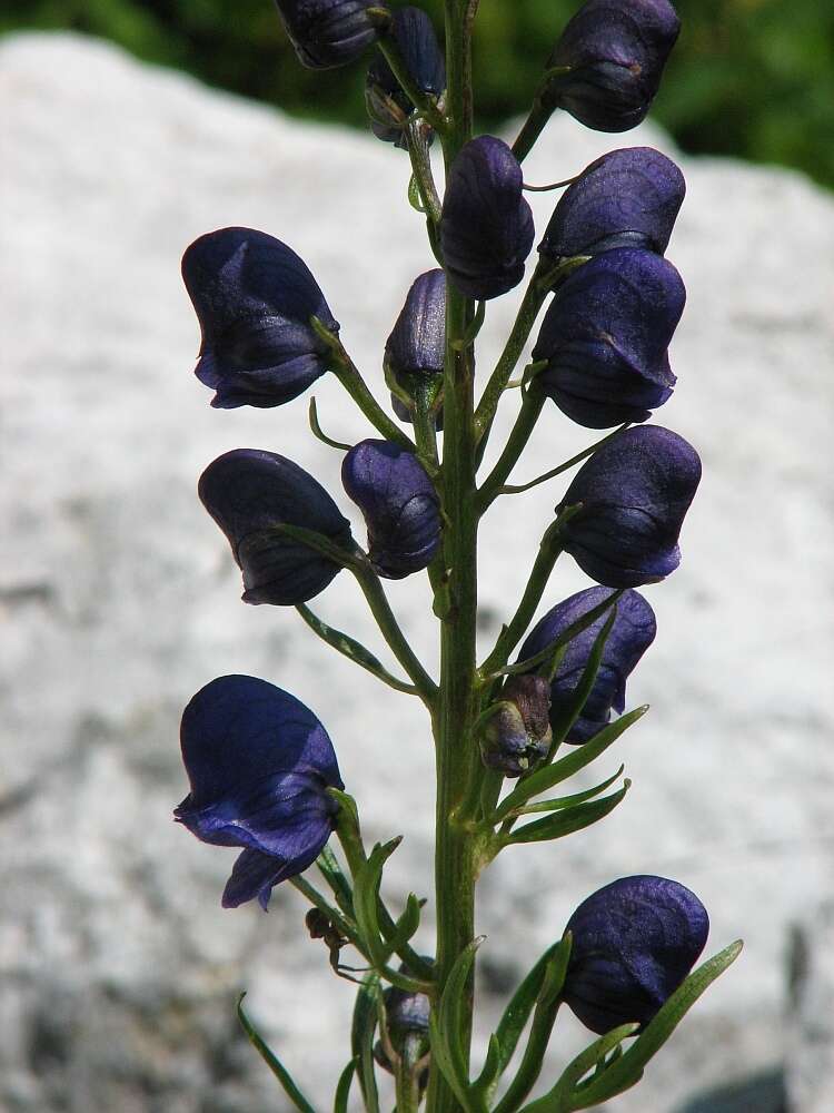 Image of Aconitum angustifolium Bernh. ex Rchb.