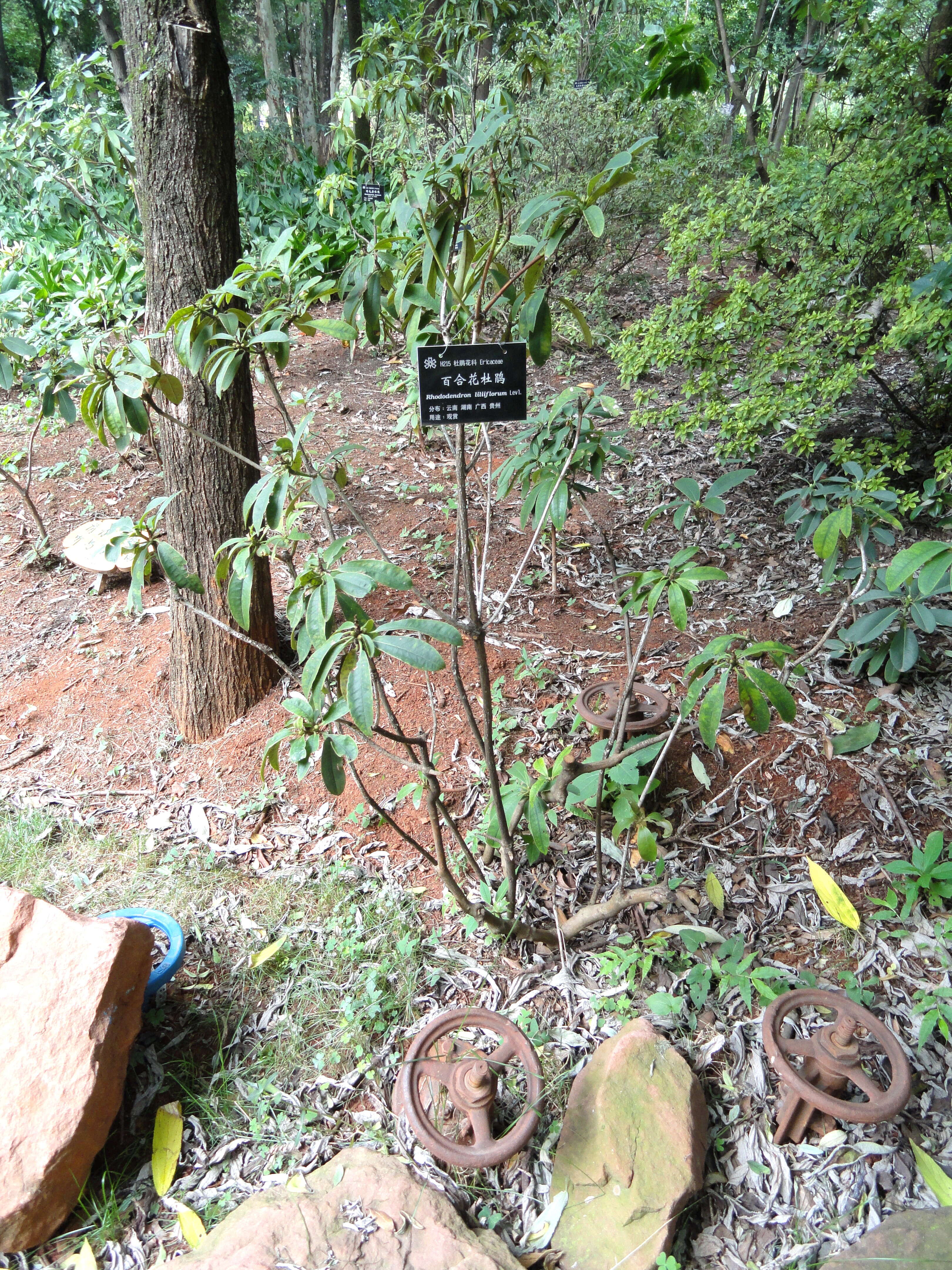 Image of Rhododendron liliiflorum Leveille