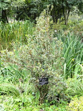 Imagem de Rhododendron micranthum Turcz.