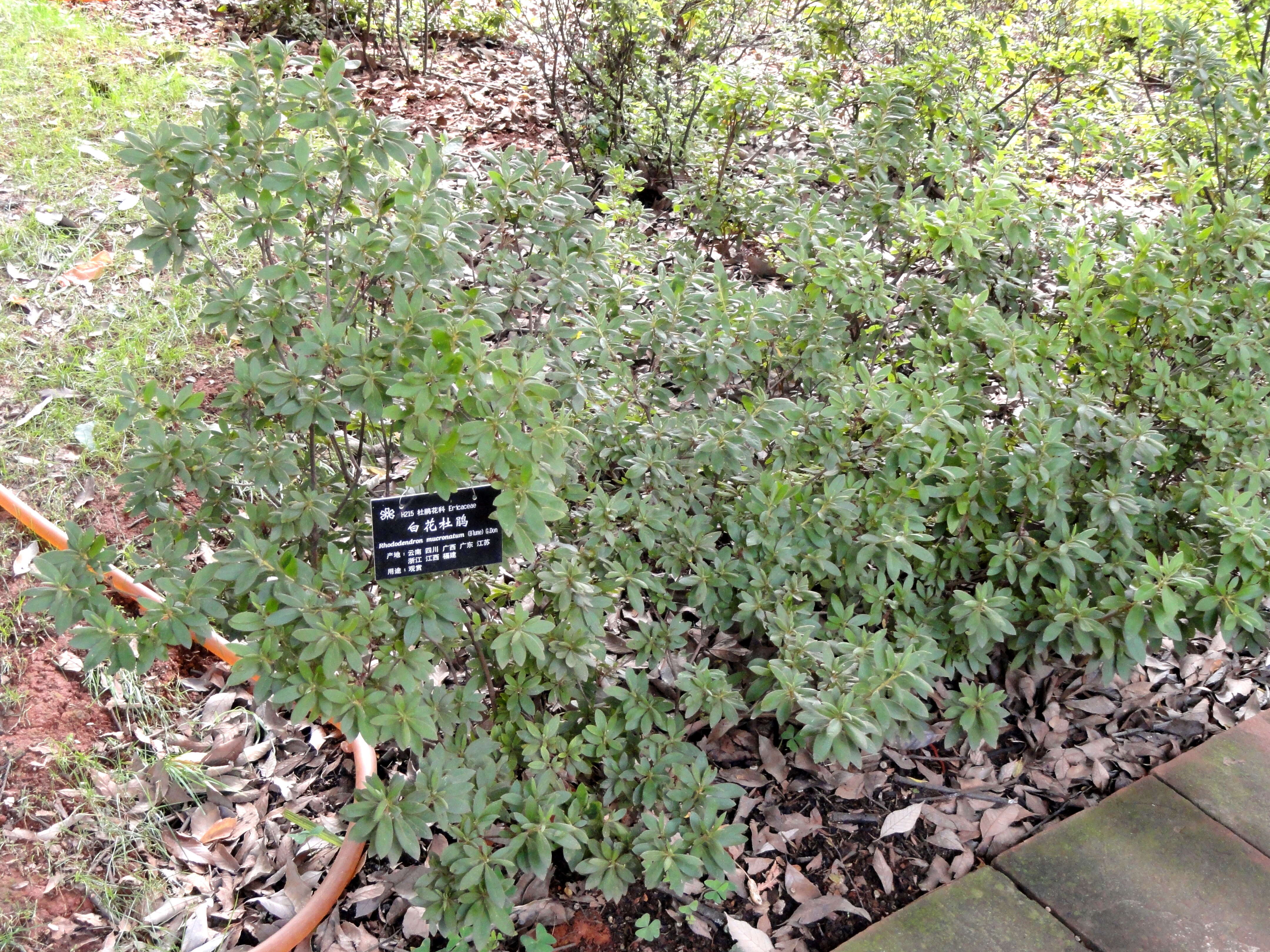 Image of Rhododendron mucronatum (Bl.) G. Don