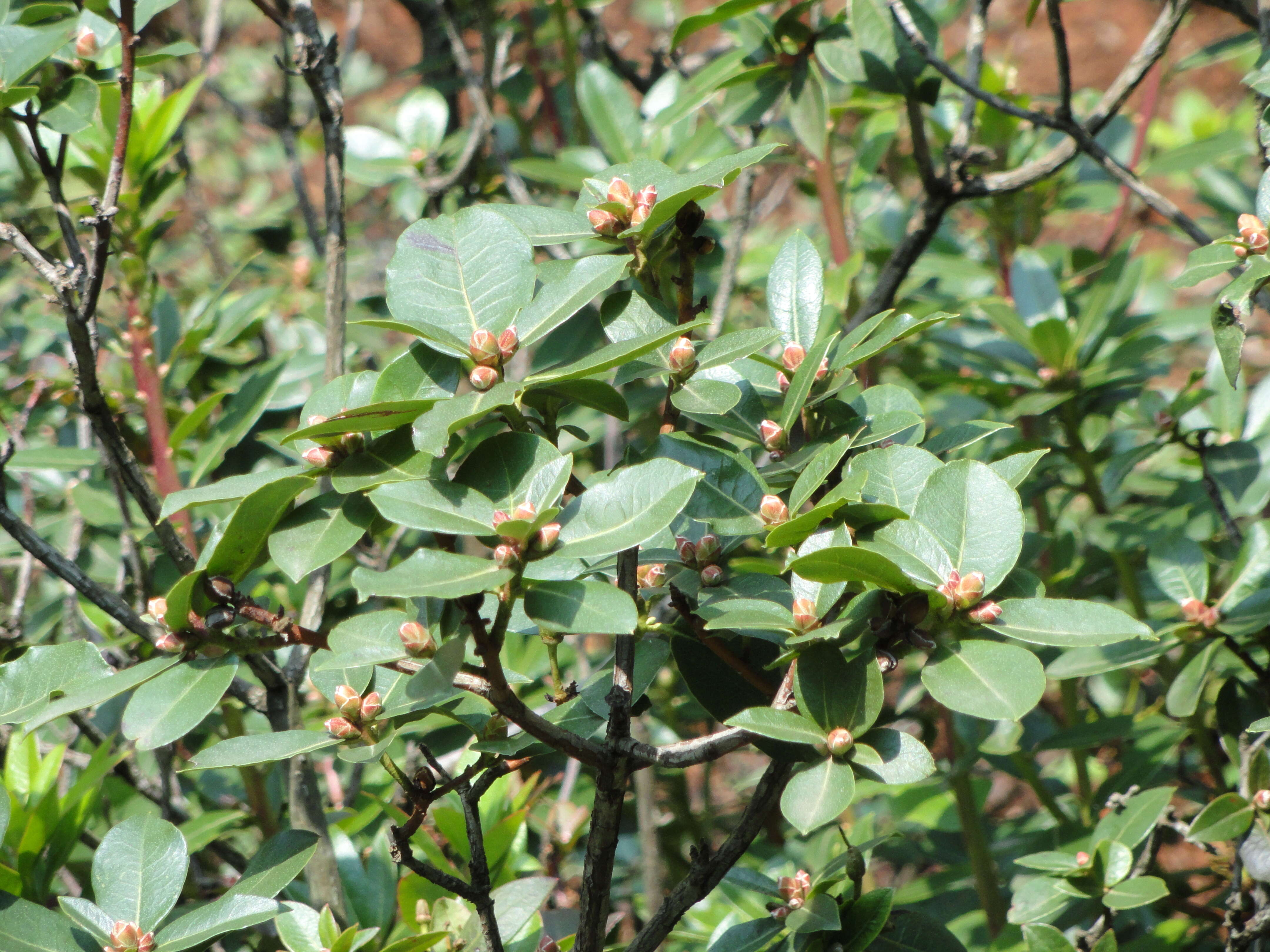 صورة Rhododendron rigidum Franch.