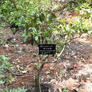 Imagem de Rhododendron siderophyllum Franch.