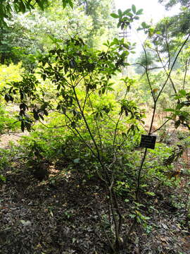 Image of Rhododendron siderophyllum Franch.