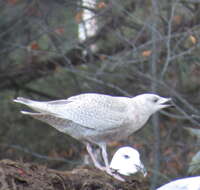 Image of Iceland Gull