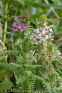 Image of whorled lousewort