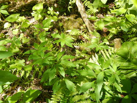 Image of clustered blacksnakeroot