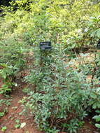 Image of Rhododendron yunnanense Franch.