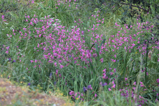 Image of Common Sword Lily