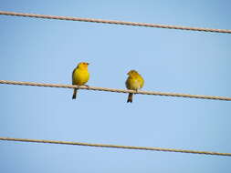 Image of Saffron Finch