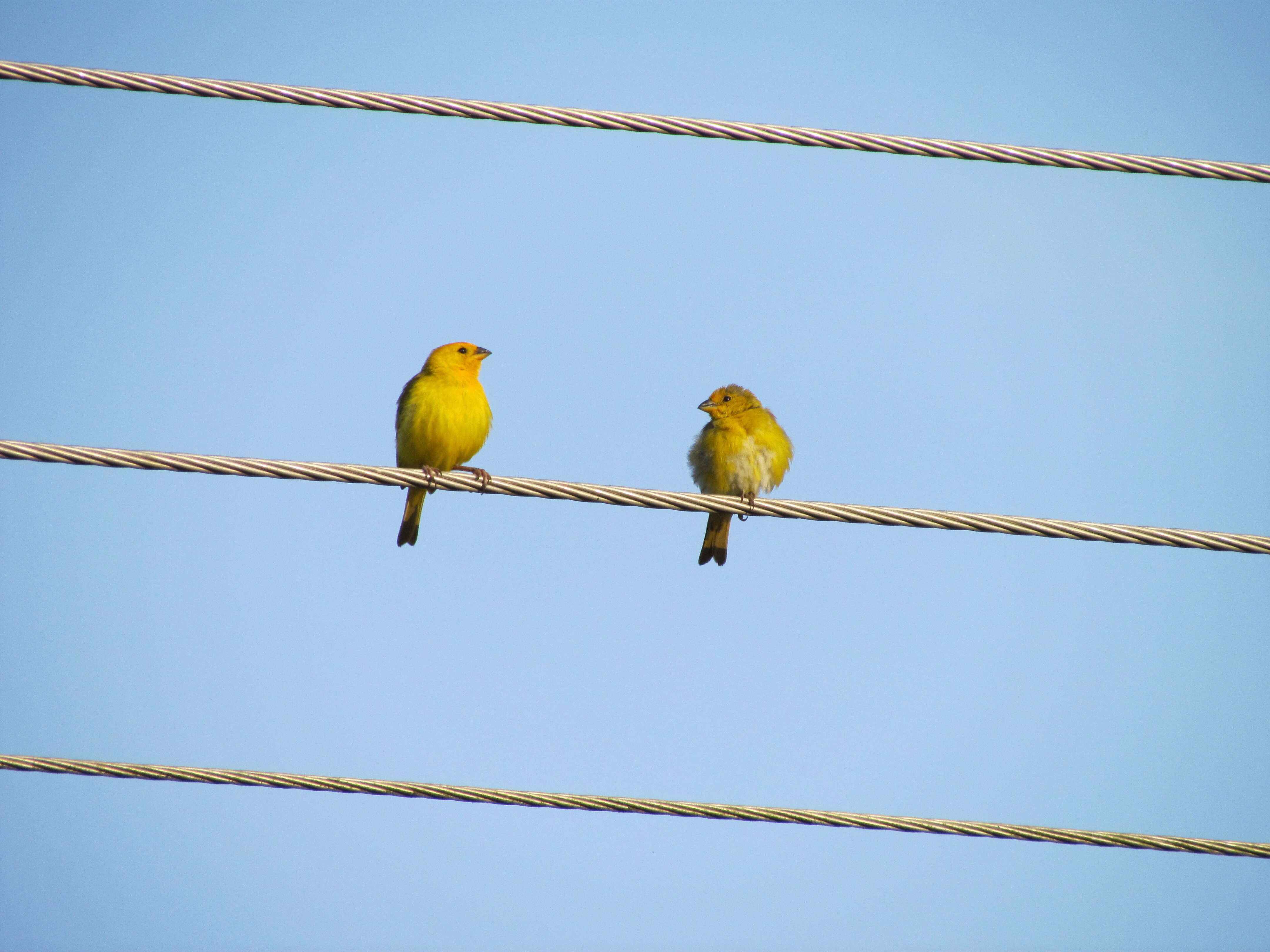 Image of Saffron Finch