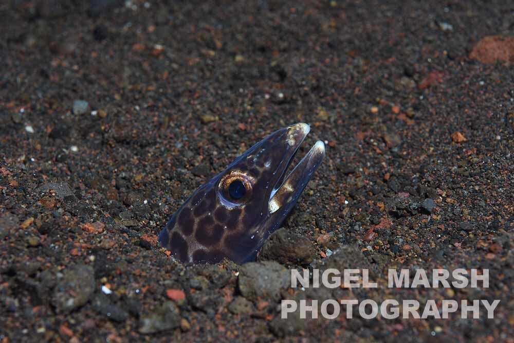 Image of barred conger