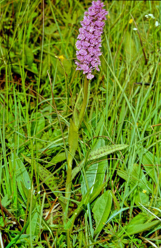 Image of Dactylorhiza venusta (T. Stephenson & T. A. Stephenson) Soó