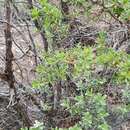 Image of Leptospermum grandiflorum Lodd.