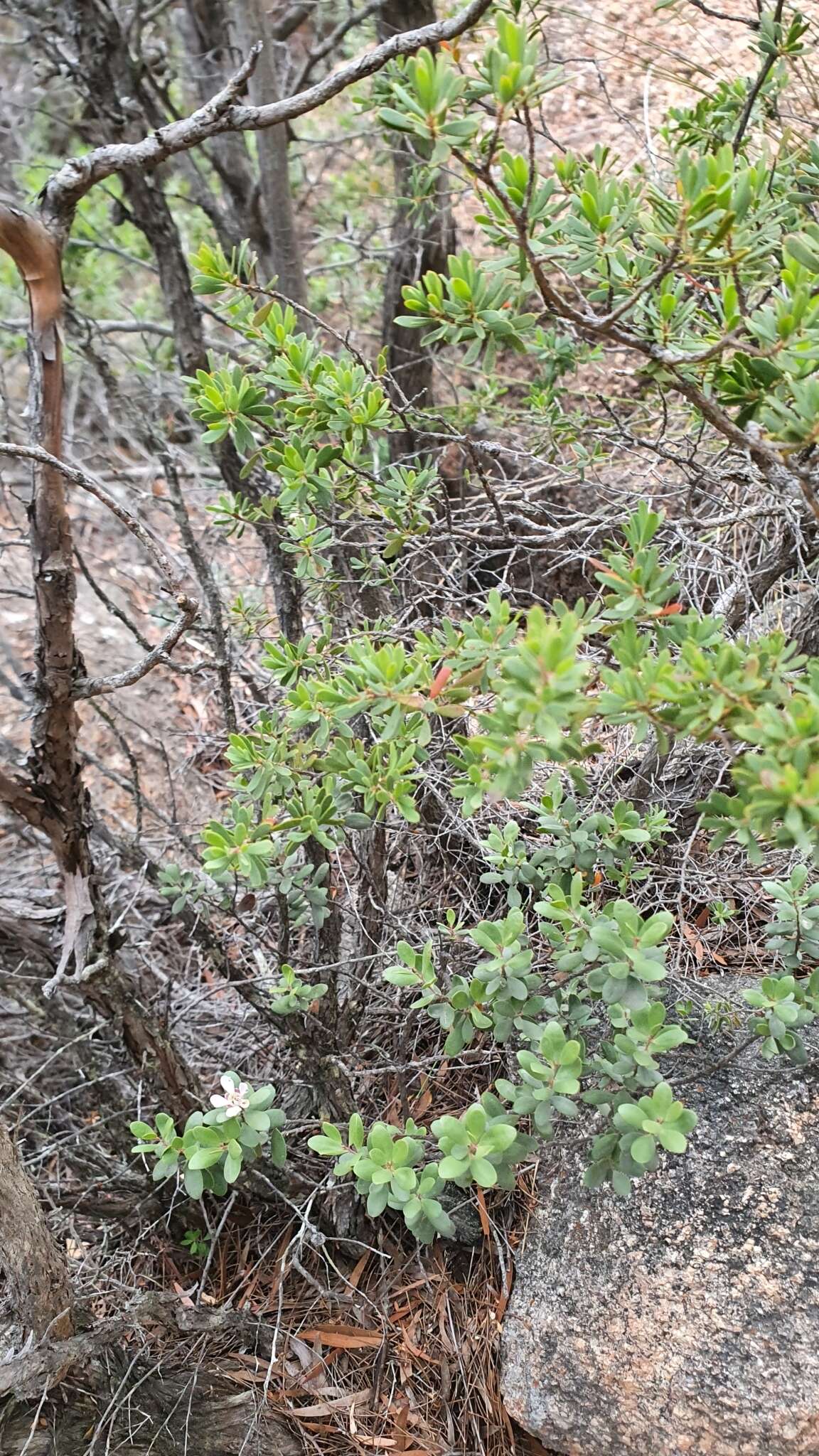 Sivun Leptospermum grandiflorum Lodd. kuva