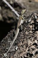 Plancia ëd Microlophus indefatigabilis (Baur 1890)