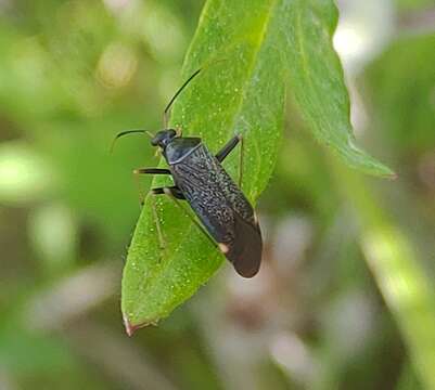 Sivun Adelphocoris tenebrosus (Reuter 1875) kuva