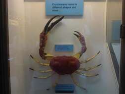 Imagem de Pseudocarcinus H. Milne Edwards 1834