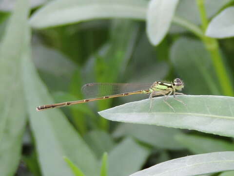 Image de Agrion Posé