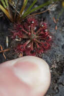 صورة Drosera nitidula Planch.