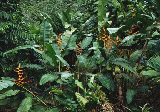 صورة Heliconia latispatha Benth.