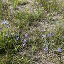 صورة Sisyrinchium fuscatum E. P. Bicknell