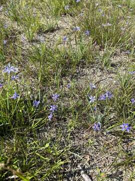 Sisyrinchium fuscatum E. P. Bicknell的圖片