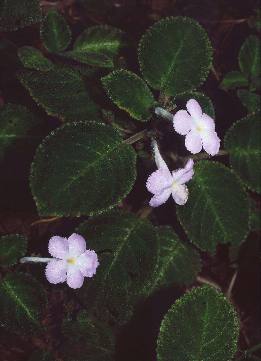 Image of Episcia lilacina Hanst.