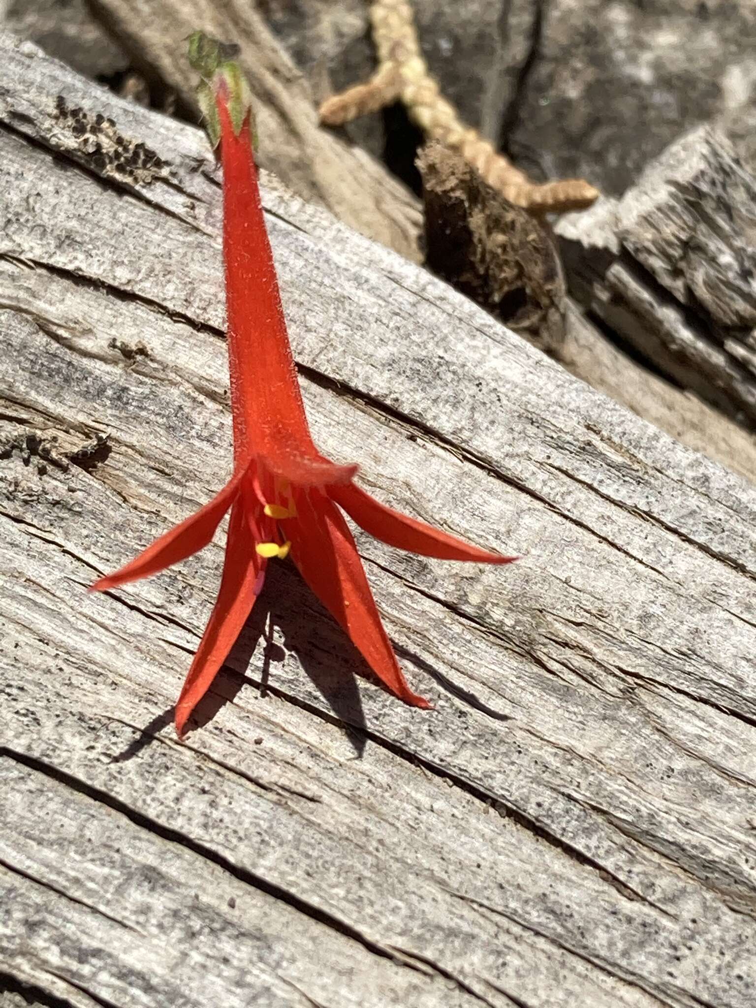 Image of scarlet gilia